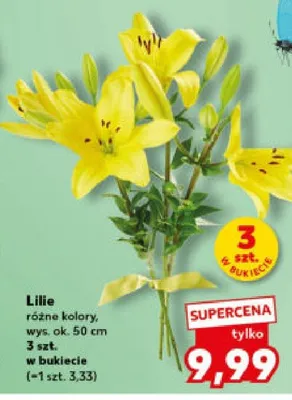 Lilie różne kolory, wys. ok. 50 cm promocja w Kaufland