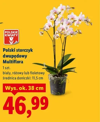 Polski storczyk dwupędowy Multiflora - biały, różowy lub fioletowy promocja w Lidl