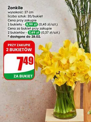 Żonkile promocja w Dino