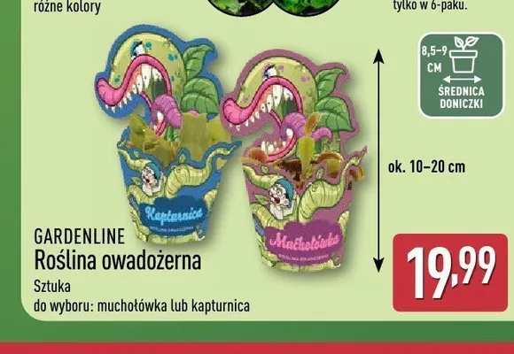 Roślina owadożerna Gardenline promocja w Aldi