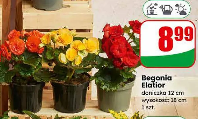 Begonia Elatior doniczka 12 cm promocja w Dino