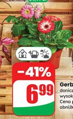 Gerbera promocja w Dino