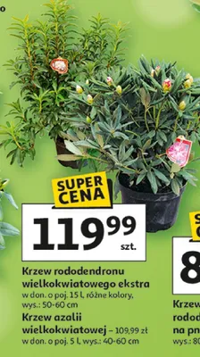 Krzew azalii wielkokwiatowej promocja w Auchan