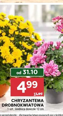 Chryzantema drobnokwiatowa średnica doniczki 12 cm promocja w Stokrotka