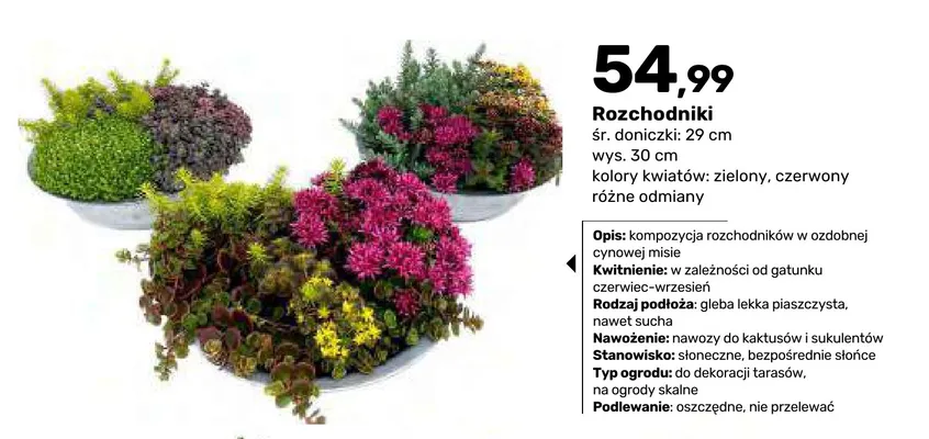 Rozchodniki promocja w Bricomarche