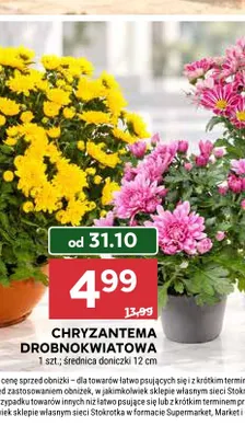 Chryzantema drobnokwiatowa promocja w Stokrotka