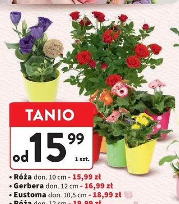 Róża don. 12cm promocja w Intermarche