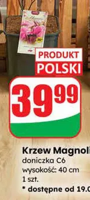 Krzew Magnolia doniczka C6  promocja w Dino
