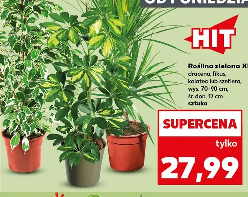 Roślina zielona Xl kalatea wys. 70-90 cm śr. don. 17 promocja w Kaufland