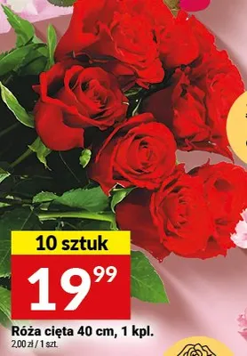 Róża cięta 40 cm, 10 sztuk promocja w Twój Market