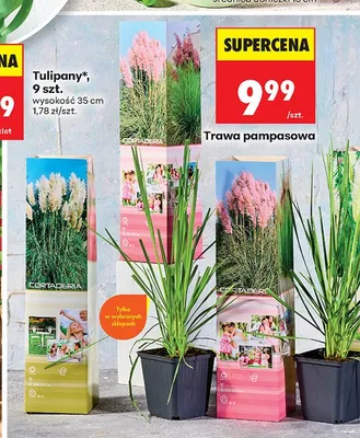 Trawa pampasowa promocja w Biedronka