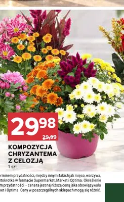 Kompozycja chryzantema z celozją promocja w Stokrotka
