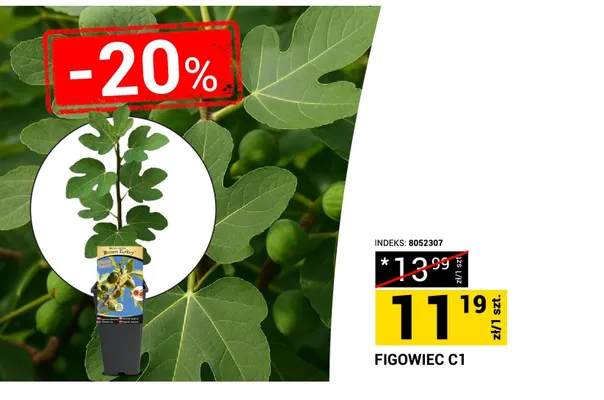 Figowiec C1 promocja w Merkury Market