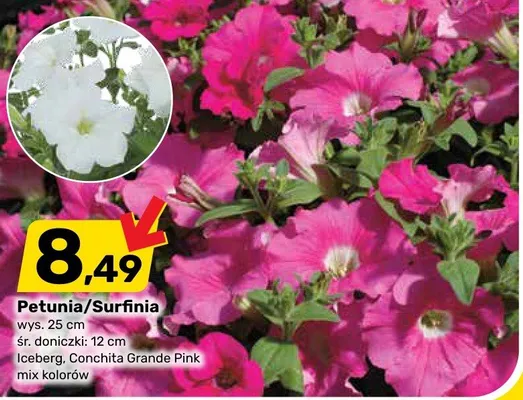 Petunia/Surfinia promocja w Bricomarche