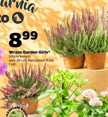Wrzos Garden Girls promocja w Netto