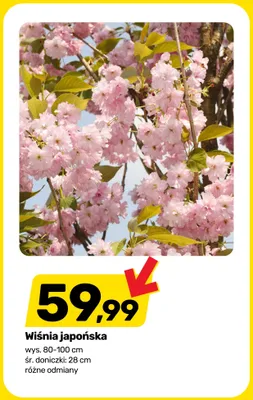 Wiśnia japońska wys. 80-100cm śr. doniczki: 28cm promocja w Bricomarche