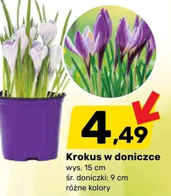 Krokus w doniczce promocja w Bricomarche