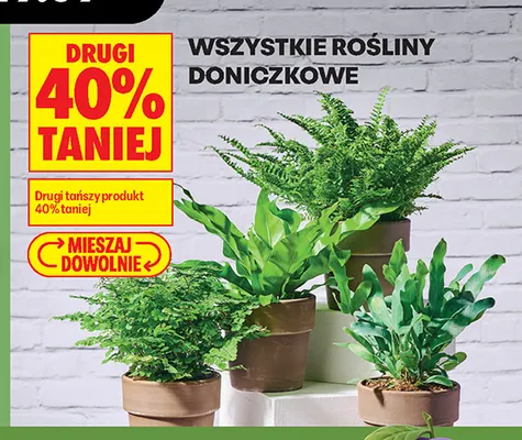 Rośliny doniczkowe promocja w Biedronka