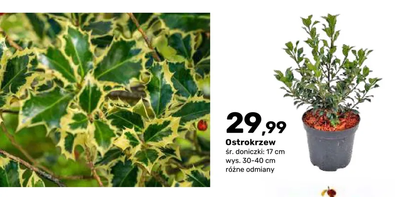 Ostrokrzew promocja w Bricomarche