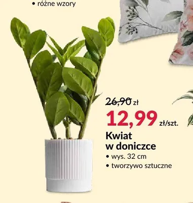 Kwiat w doniczce promocja w Salony Agata