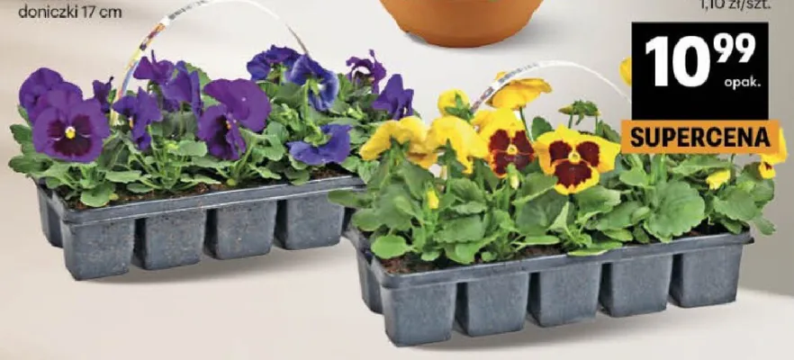 Bratki 1 opak./10 szt. promocja w Delikatesy Centrum