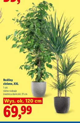 Rośliny zielone Xxl promocja w Lidl