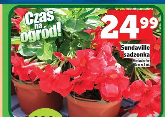 Sadzonka Sundaville promocja w TOPAZ