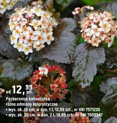 Pęcherznica kalinolistna różne odmiany kolorystyczne promocja w OBI