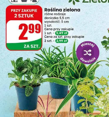Roślina zielona promocja w Dino