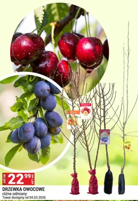 Drzewko owocowe różne odmiany promocja w Merkury Market
