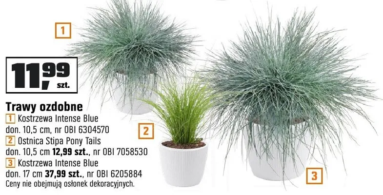 Trawy ozdobne Kostrzewa Intense Blue, Ostnica Stipa Pony Tails, Kostrzewa Intense Blue promocja w OBI