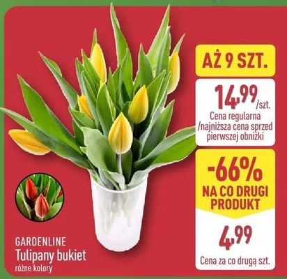 Tulipany bukiet różne kolory promocja w Aldi