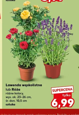 Róża promocja w Kaufland