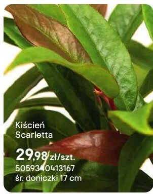 Kiścień Scarletta promocja w Castorama