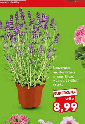 Lawenda wąskolistna śr. don. 13cm wys. ok. 28-35cm promocja w Kaufland