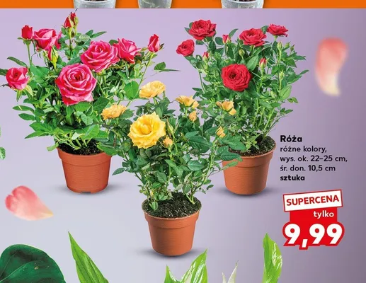 Róża promocja w Kaufland