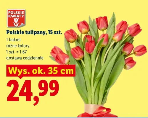 Tulipany polskie 15 szt. różne kolory promocja w Lidl