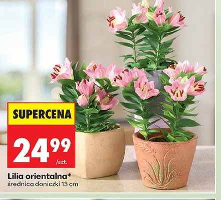 Lilia orientalna promocja w Biedronka