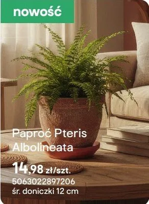 Paproć Pteris Albolineata promocja w Castorama