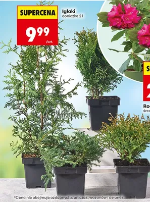 Iglaki doniczka 2 l promocja w Biedronka