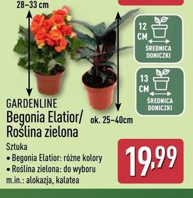 Begonia Elatior Gardenline promocja w Aldi