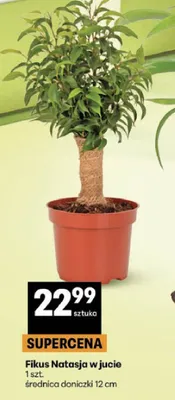 Fikus Natasja w jucie promocja w Delikatesy Centrum