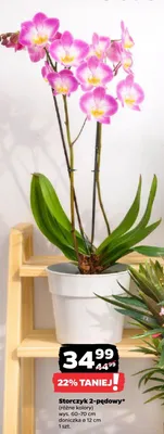 Storczyk 2-pędowy (różne kolory) promocja w Netto