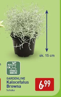 Kalocefalus Browna Gardenline promocja w Aldi