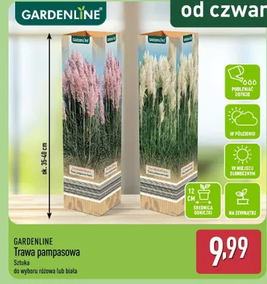 Trawa pampasowa promocja w Aldi