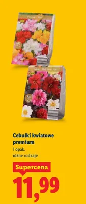 Cebulki kwiatowe premium promocja w Lidl