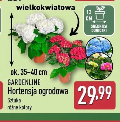Hortensja ogrodowa wielkokwiatowa GARDENLINE promocja w Aldi