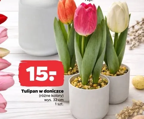 Tulipan w doniczce promocja w Netto