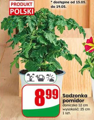 Sadzonka pomidor doniczka 12cm wysokość: 25cm promocja w Dino