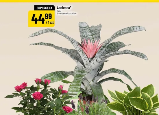 Aechmea średnica doniczki 15cm promocja w POLOmarket